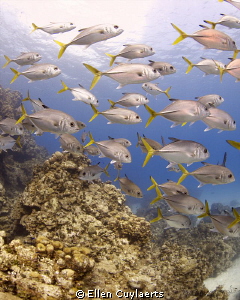 A school of Horse-Eyed Jacks hanging around at Devil's Gr... by Ellen Cuylaerts 